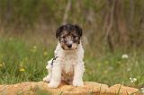 FOX TERRIER 535